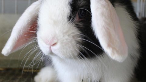 Holland Lop Bunnies for Sale