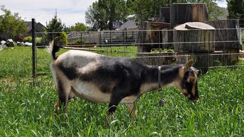 https://creamerycreekfarm.com/wp-content/uploads/nigerian-dwarf-dairy-goat-2-480x270.jpg